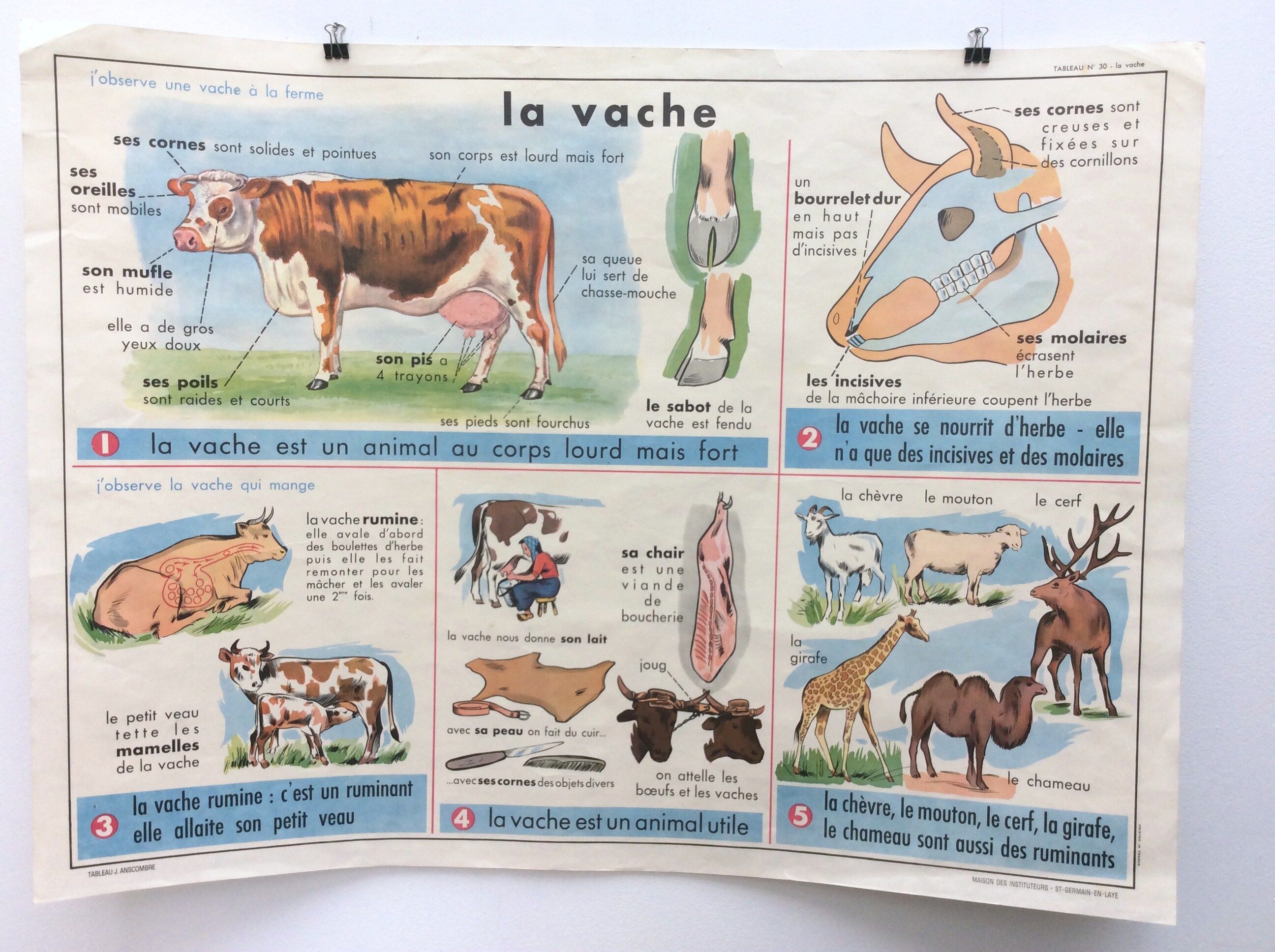 School poster theme the cow / the cat