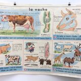 School poster theme the cow / the cat