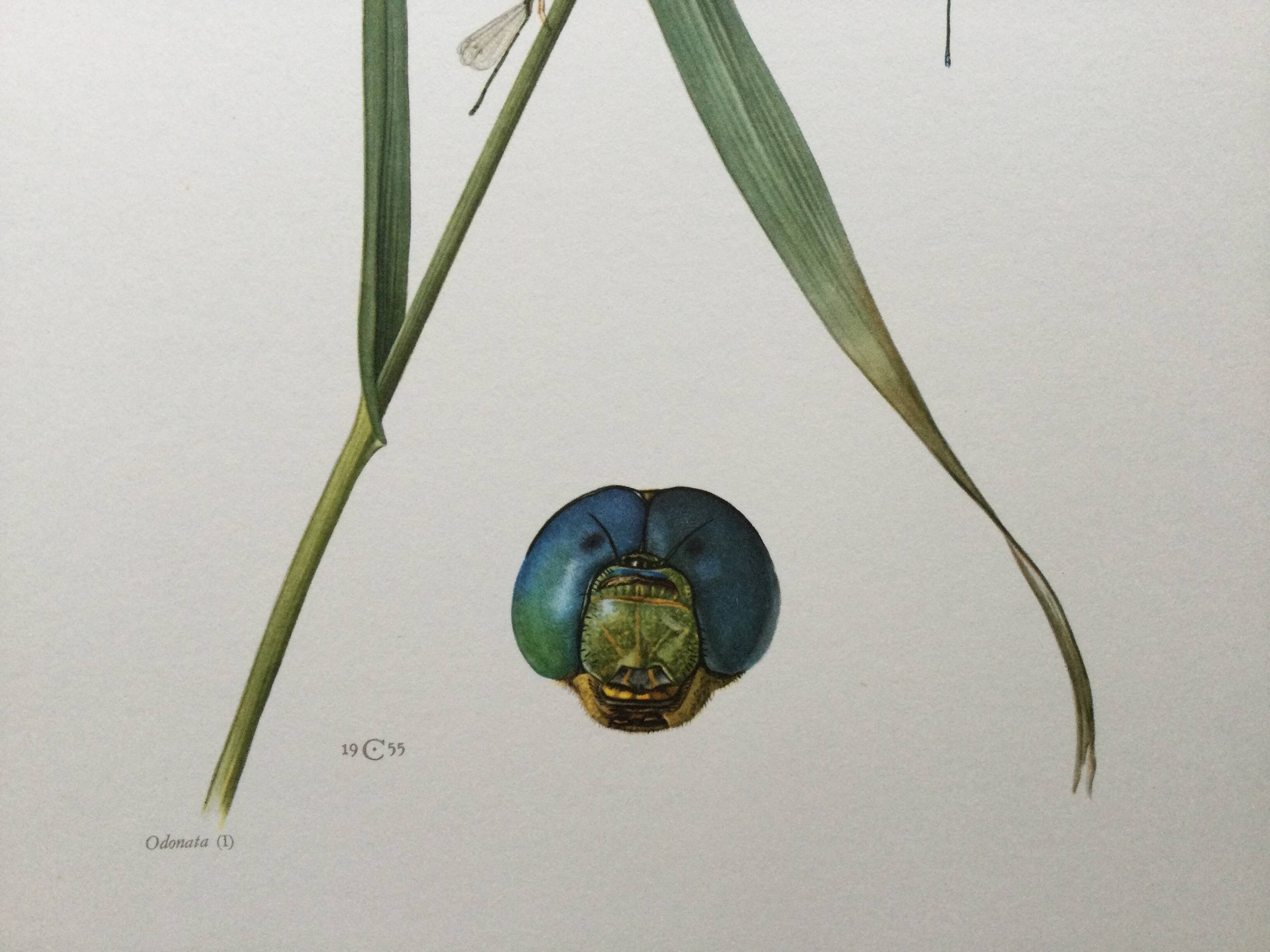 Antique illustration "insects" Dragonfly, 1960s