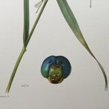 Antique illustration "insects" Dragonfly, 1960s