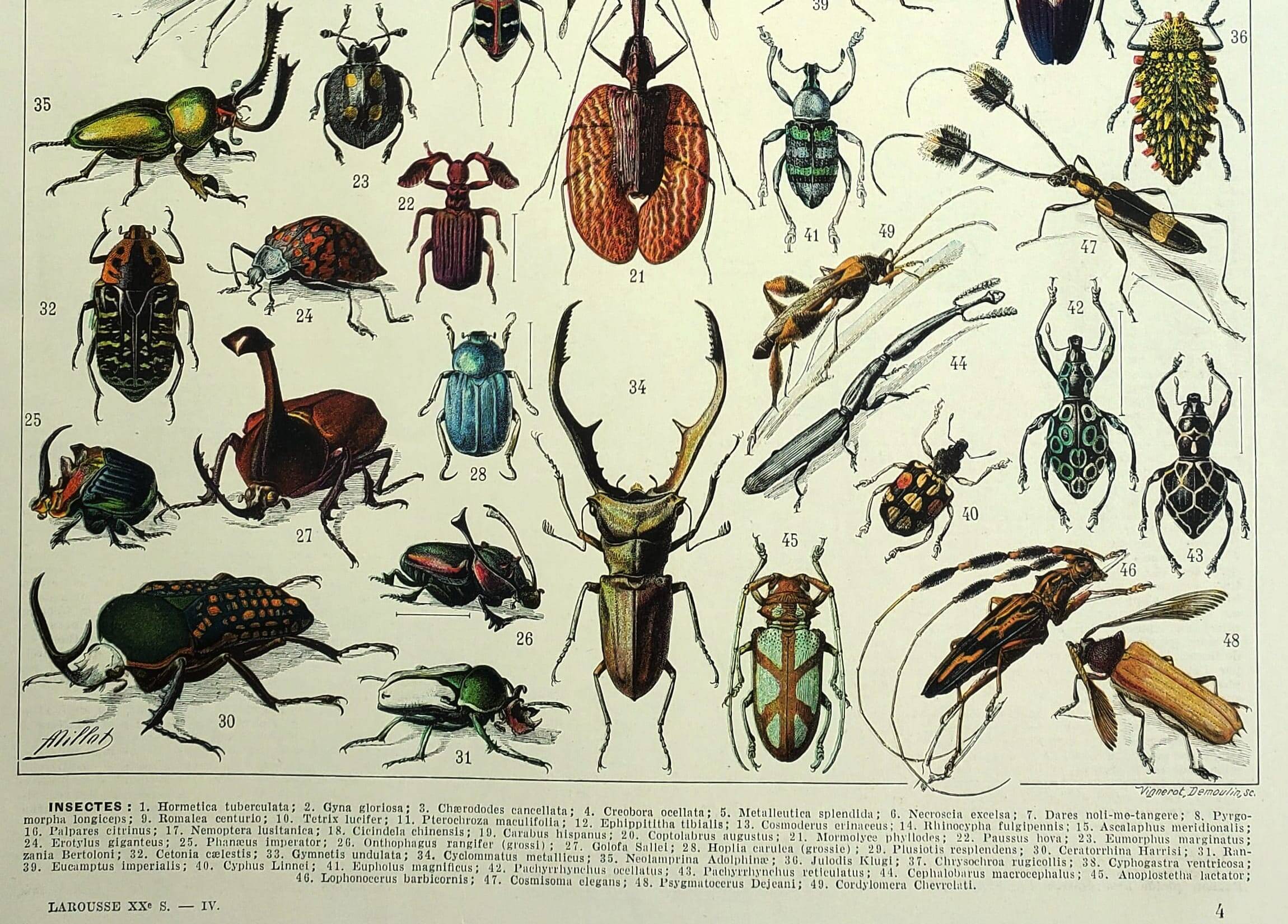 Antique lithograph 1928 A. Millot - Insects, entomology, beetles