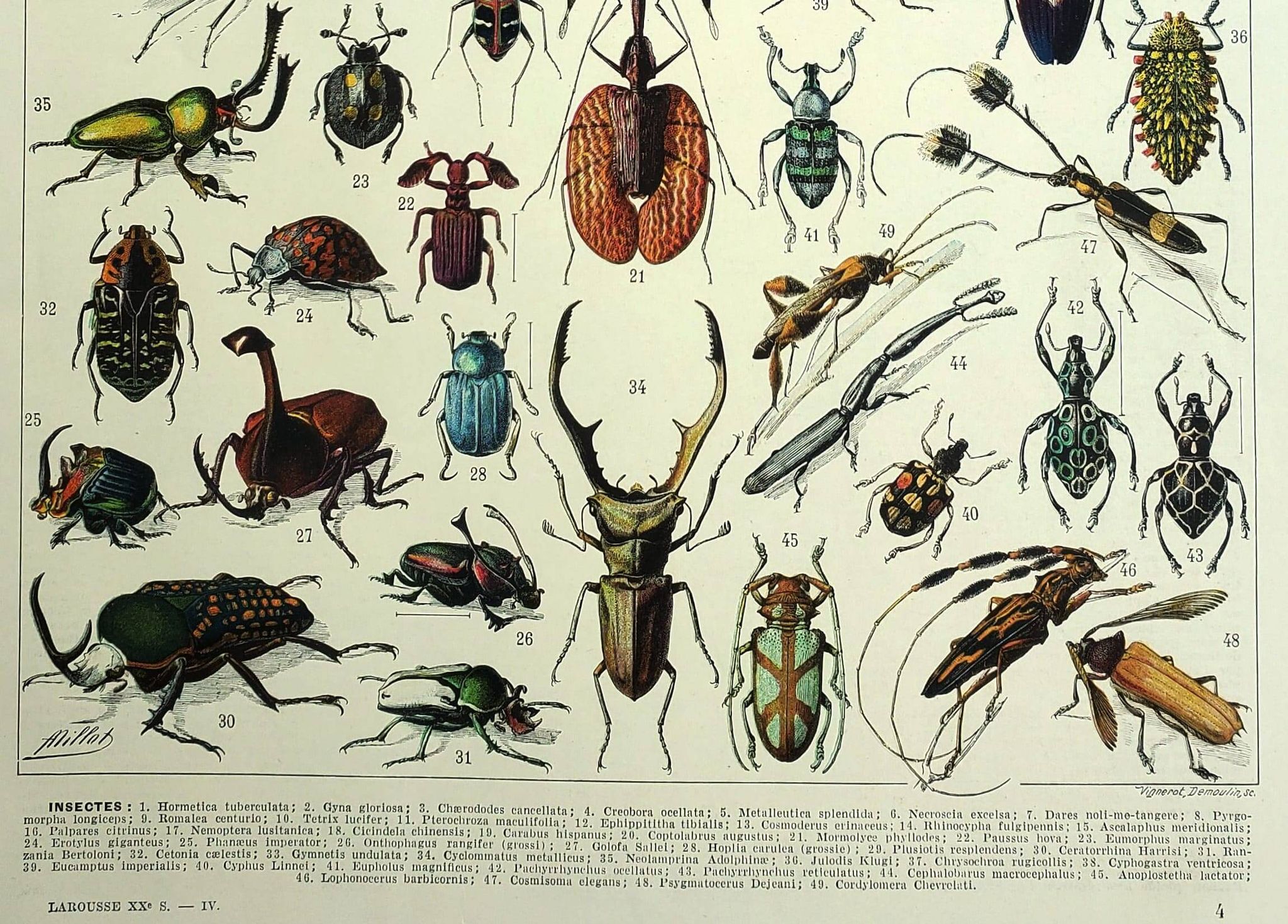 Antique lithograph 1928 A. Millot - Insects, entomology, beetles