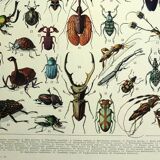 Lithgraphie ancienne 1928 A. Millot - Insectes, entomologie, coléoptères
