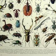 Antique lithograph 1928 A. Millot - Insects, entomology, beetles
