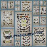 Old engraving of Butterflies - Lithograph from 1887 - Corticea - Original vintage illustration