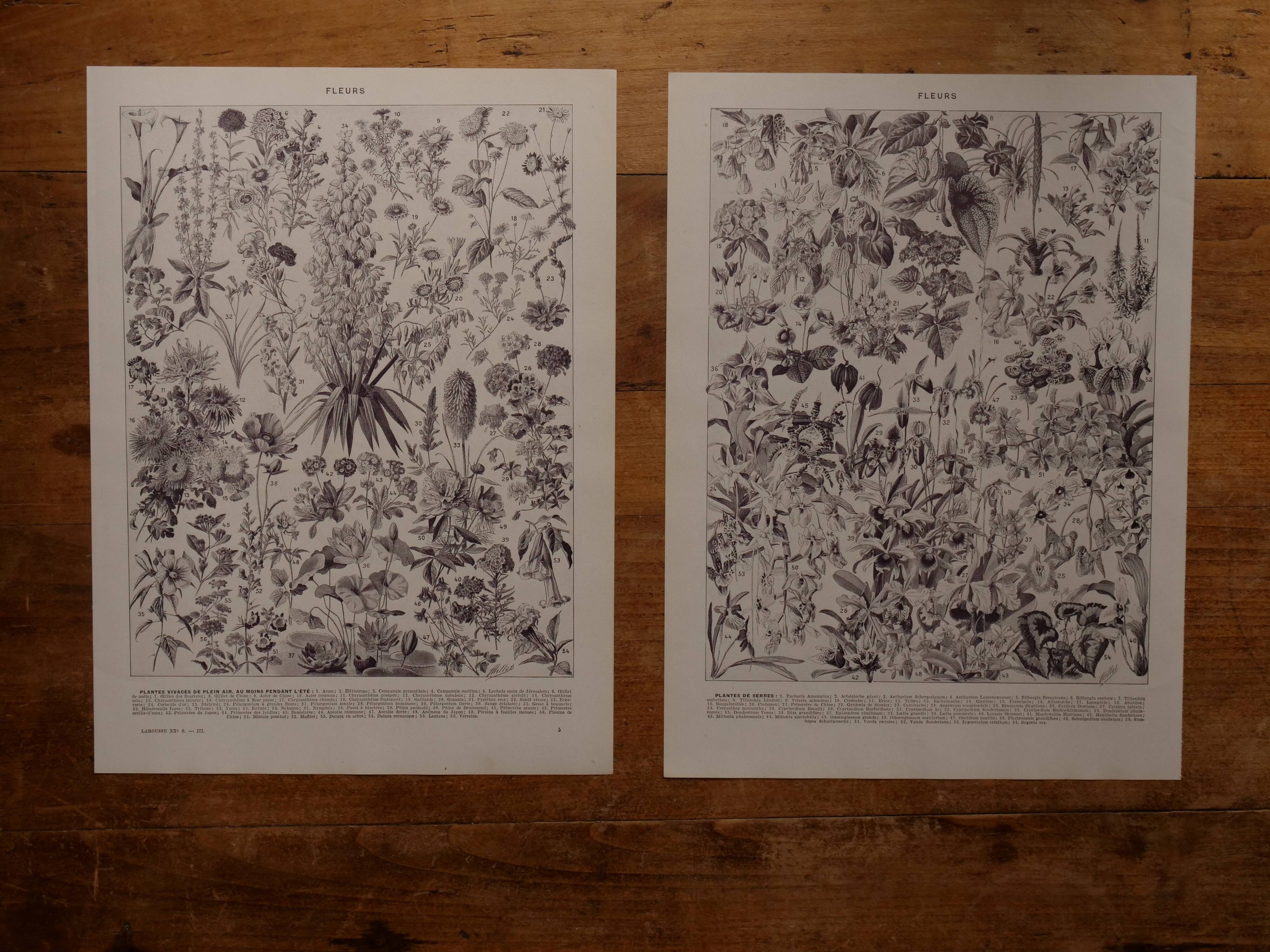 Original lithographs on flowers