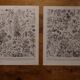 Lithographies originales sur les fleurs