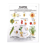 Deyrolle Fruits and Seeds Poster No. 10