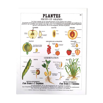 Deyrolle Fruits and Seeds Poster No. 10