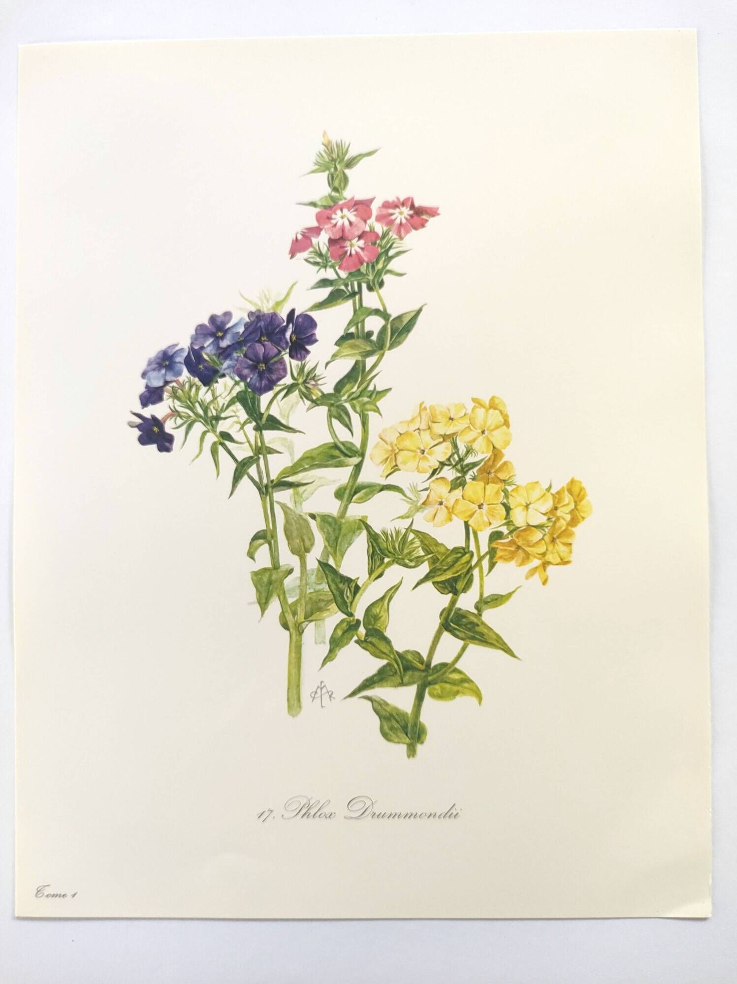 Vintage botanical plate from 1962 - Phlox - Plant engraving - Watercolor M.Rollinat