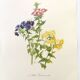 Vintage botanical plate from 1962 - Phlox - Plant engraving - Watercolor M.Rollinat