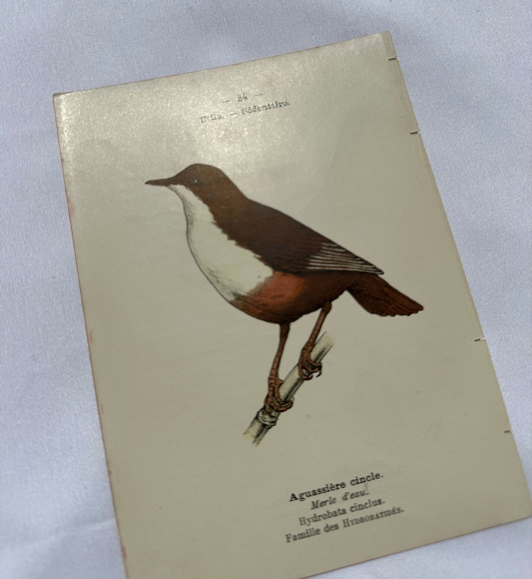 Planche Botanique Gravure oiseaux naturaliste ancienne 19eme