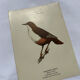 Planche Botanique Gravure oiseaux naturaliste ancienne 19eme
