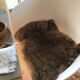 Rabbit skin brown taupe