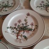 6 small plates - 20 cm - Botanica, Villeroy and Boch series