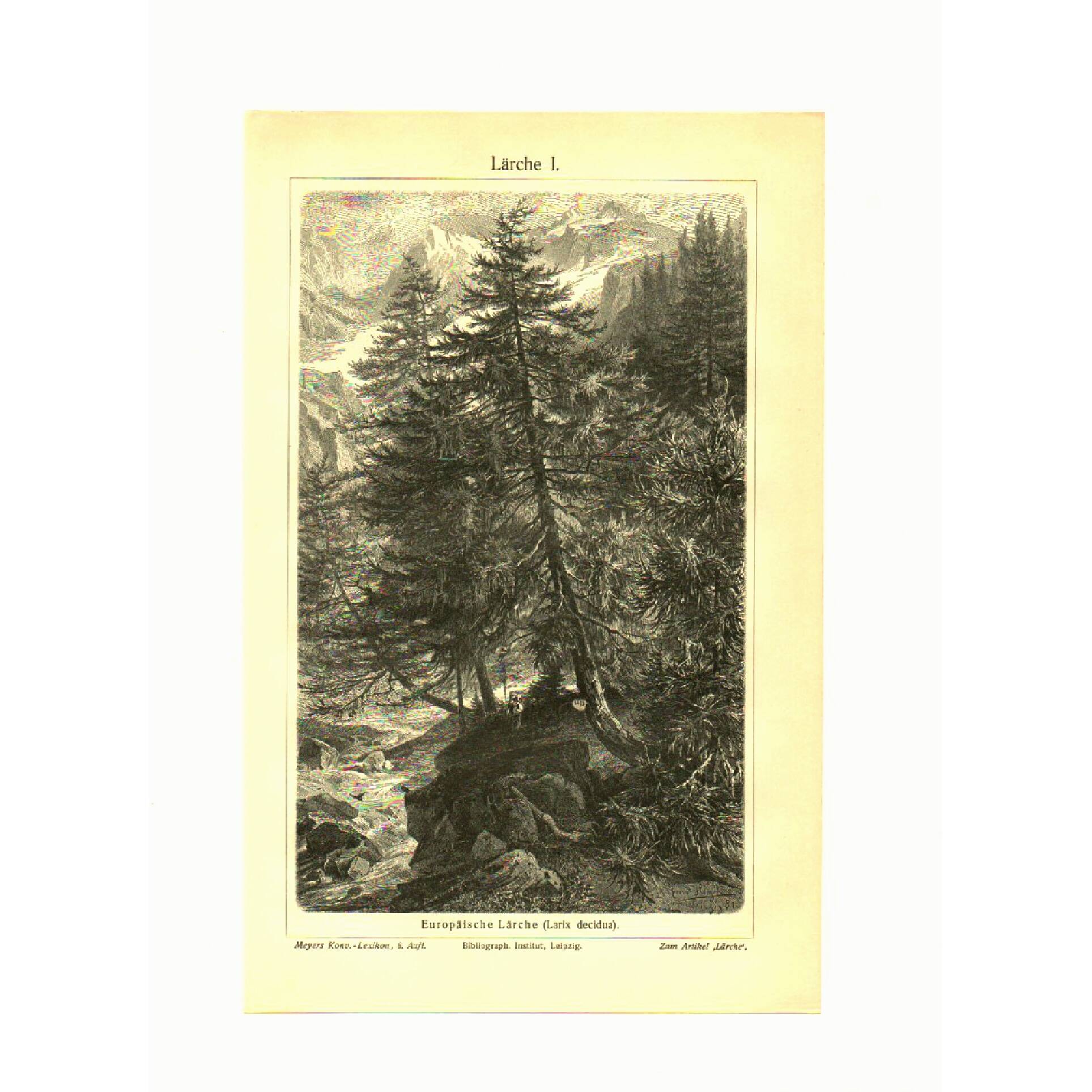 Botanical engraving from 1904 - Larch - Coniferous tree of the mountains and Alps