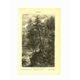 Botanical engraving from 1904 - Larch - Coniferous tree of the mountains and Alps