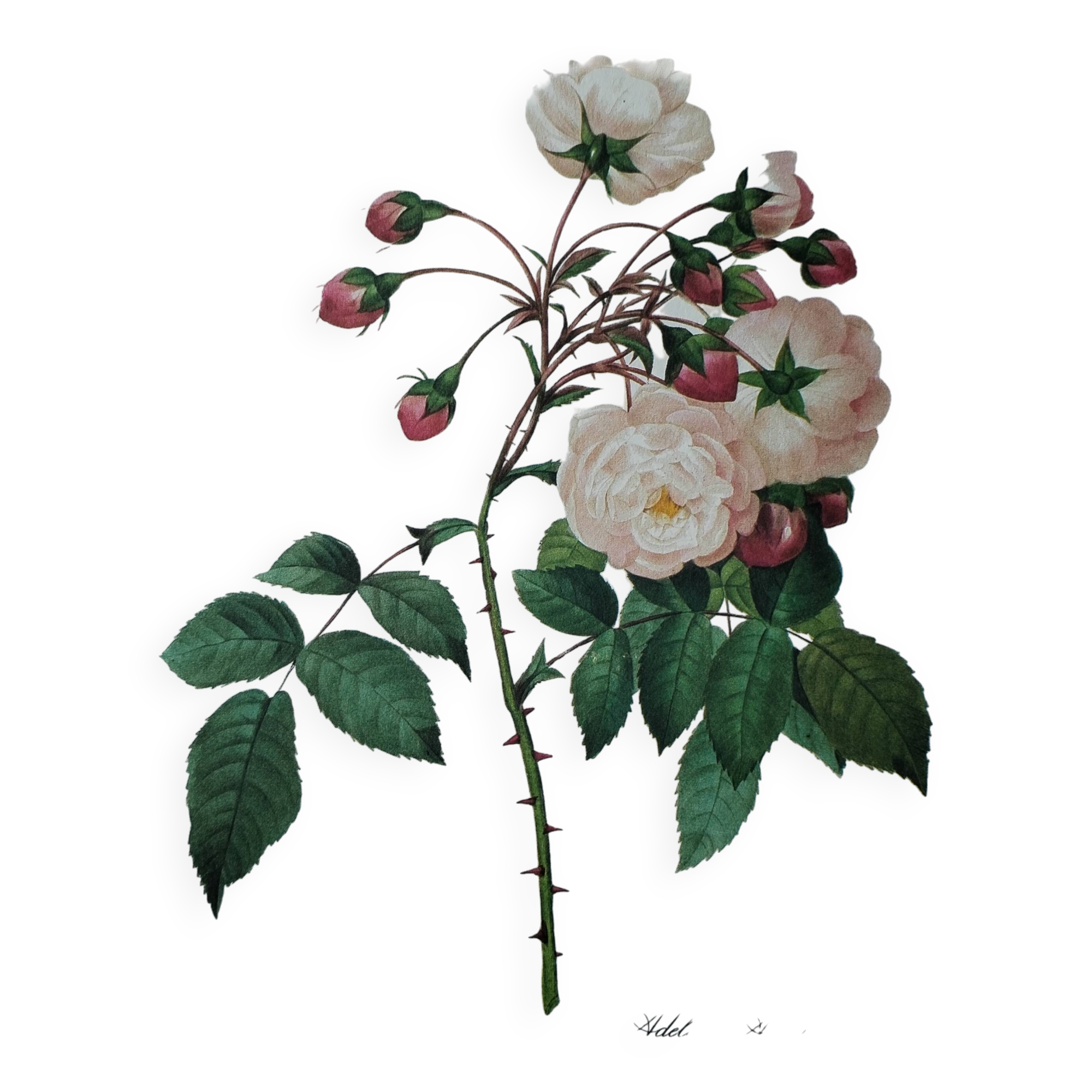 Planche illustrée originale Adélaïde d'Orléans