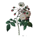 Planche illustrée originale Adélaïde d'Orléans