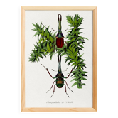 Poster about a species of stag beetle, based on an old engraving from 1842.
