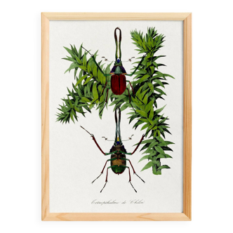 Poster about a species of stag beetle, based on an old engraving from 1842.