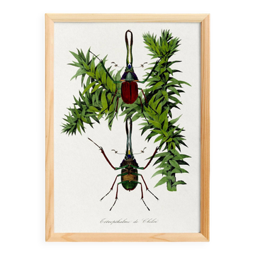 Poster about a species of stag beetle, based on an old engraving from 1842.