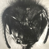 Original photograph JM Baufle, entomology, insect