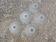 Lot of 5 art deco lampshades