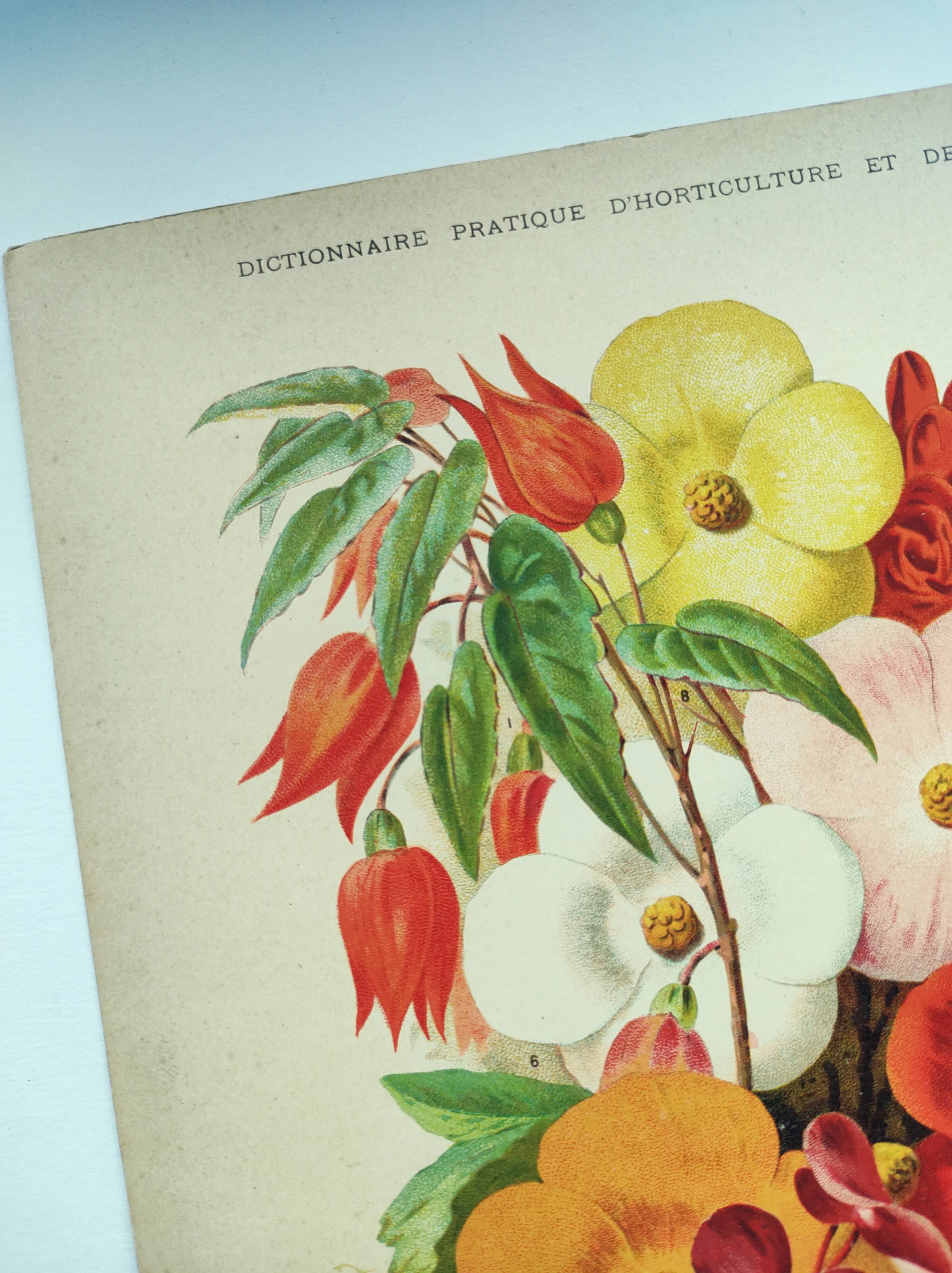 Botanical engraving from 1897. Begonia. Antique plate. Flower lithograph.