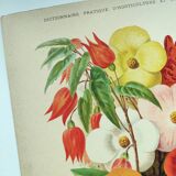 Botanical engraving from 1897. Begonia. Antique plate. Flower lithograph.