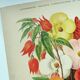 Botanical engraving from 1897. Begonia. Antique plate. Flower lithograph.