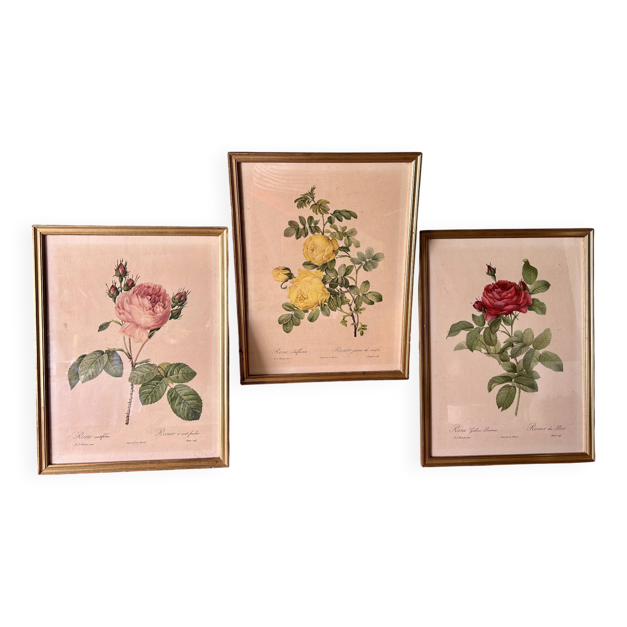Set of 3 old botanical engravings – after Redouté – Roses, reissue