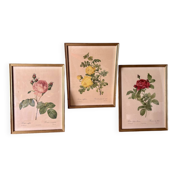 3 gravures botaniques ''Roses'' anciennes d’après Redouté, réédition