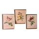 Set of 3 old botanical engravings – after Redouté – Roses, reissue
