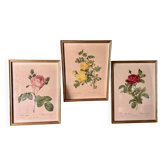 Set of 3 old botanical engravings – after Redouté – Roses, reissue
