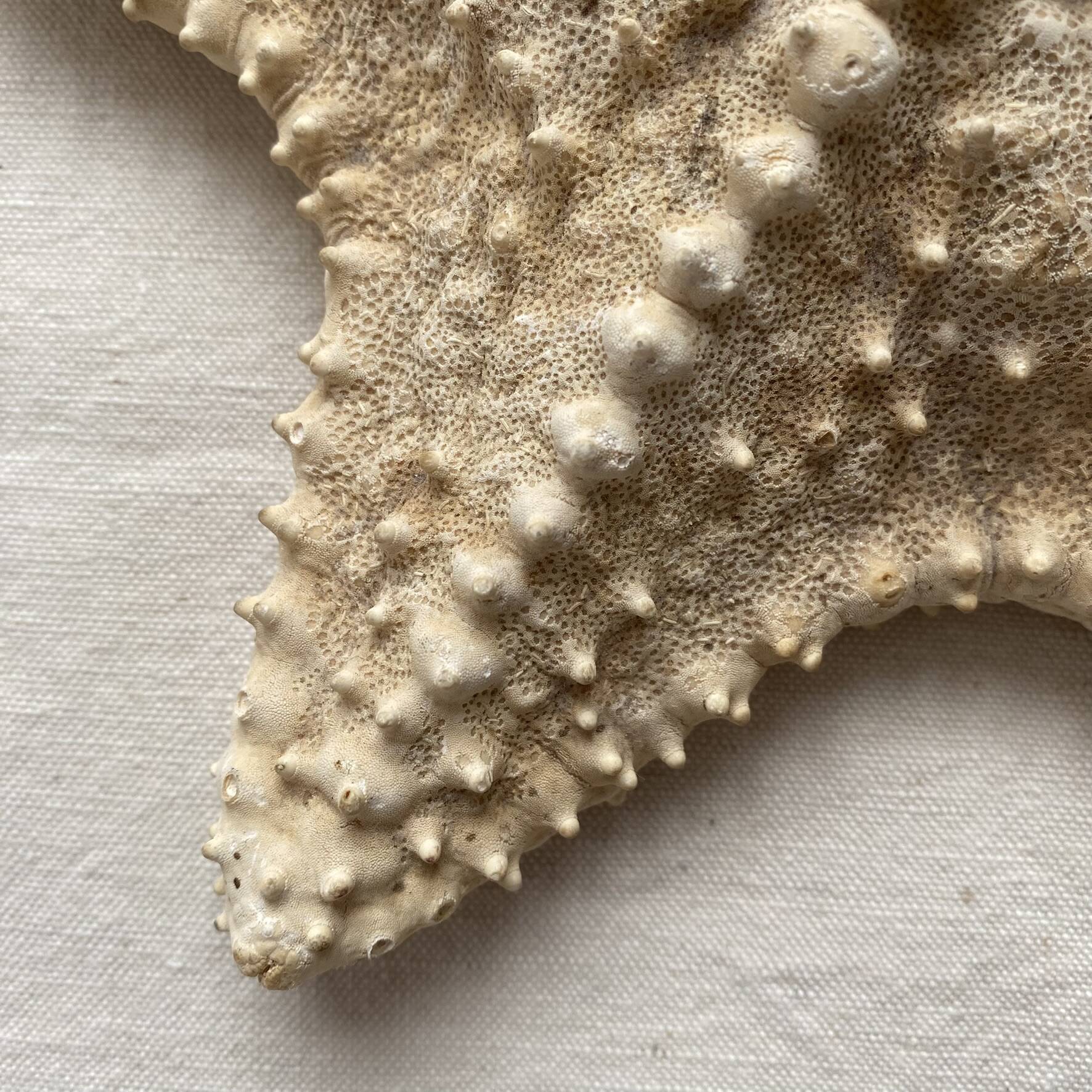 knotted starfish 21 cm