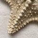 knotted starfish 21 cm