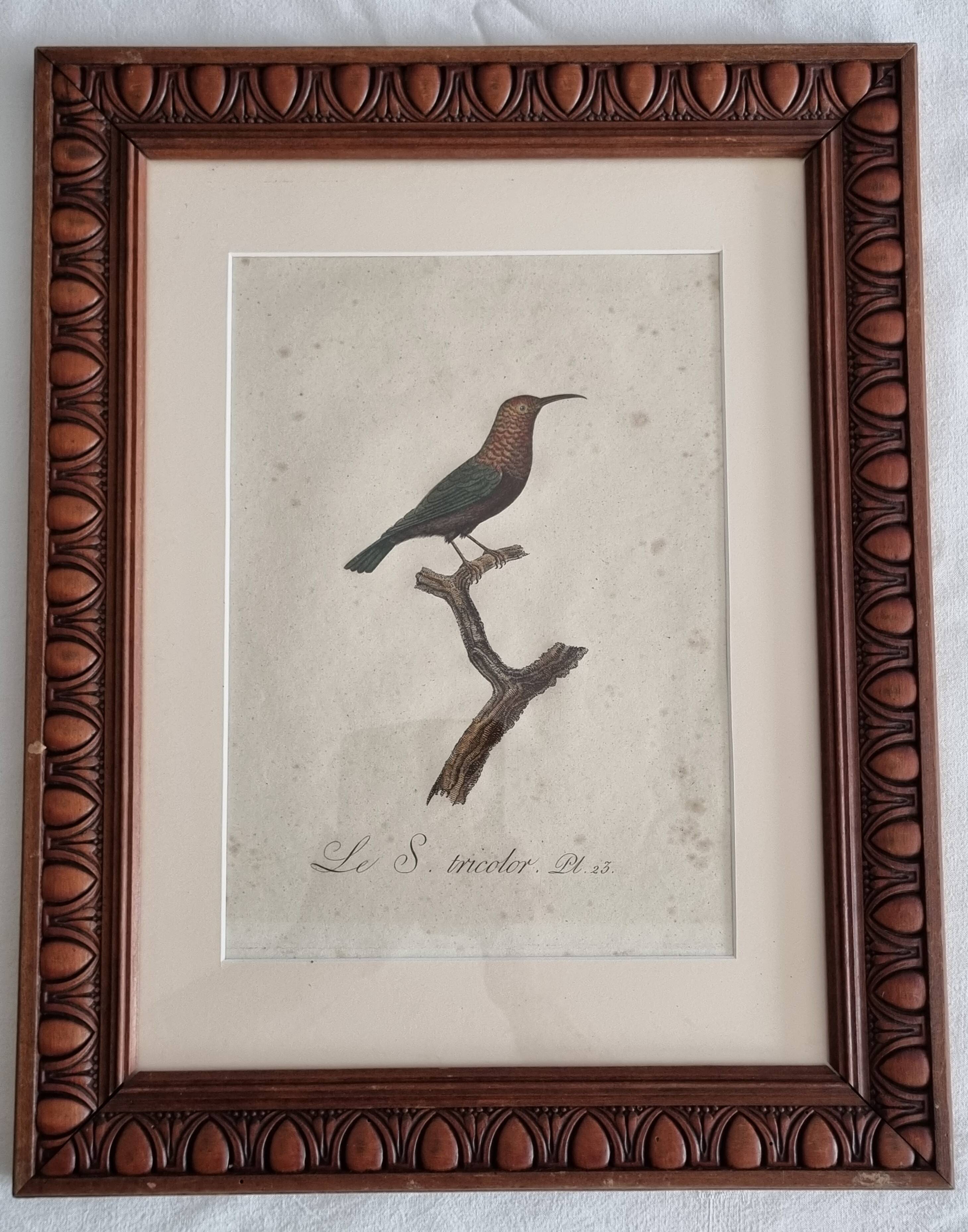 Ornithological engravings Audebert & Vieillot 1802 framed 50x40 cm
