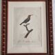 Ornithological engravings Audebert & Vieillot 1802 framed 50x40 cm
