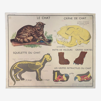 School poster The Cat and the Monkey Montmorillon Rossignol