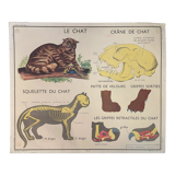 School poster The Cat and the Monkey Montmorillon Rossignol