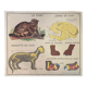 Affiche scolaire Le Chat et Le Singe Montmorillon Rossignol