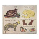 School poster The Cat and the Monkey Montmorillon Rossignol