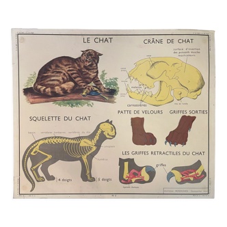 School poster The Cat and the Monkey Montmorillon Rossignol