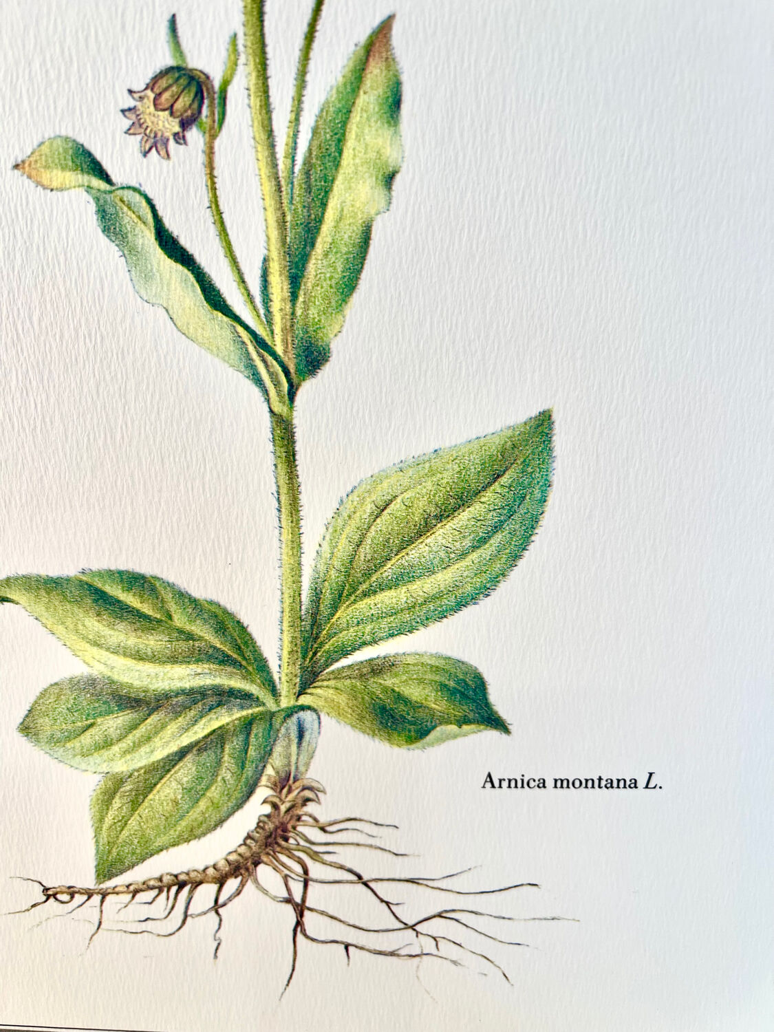 Botanical plate – Arnica – Louis Pariente, 1986