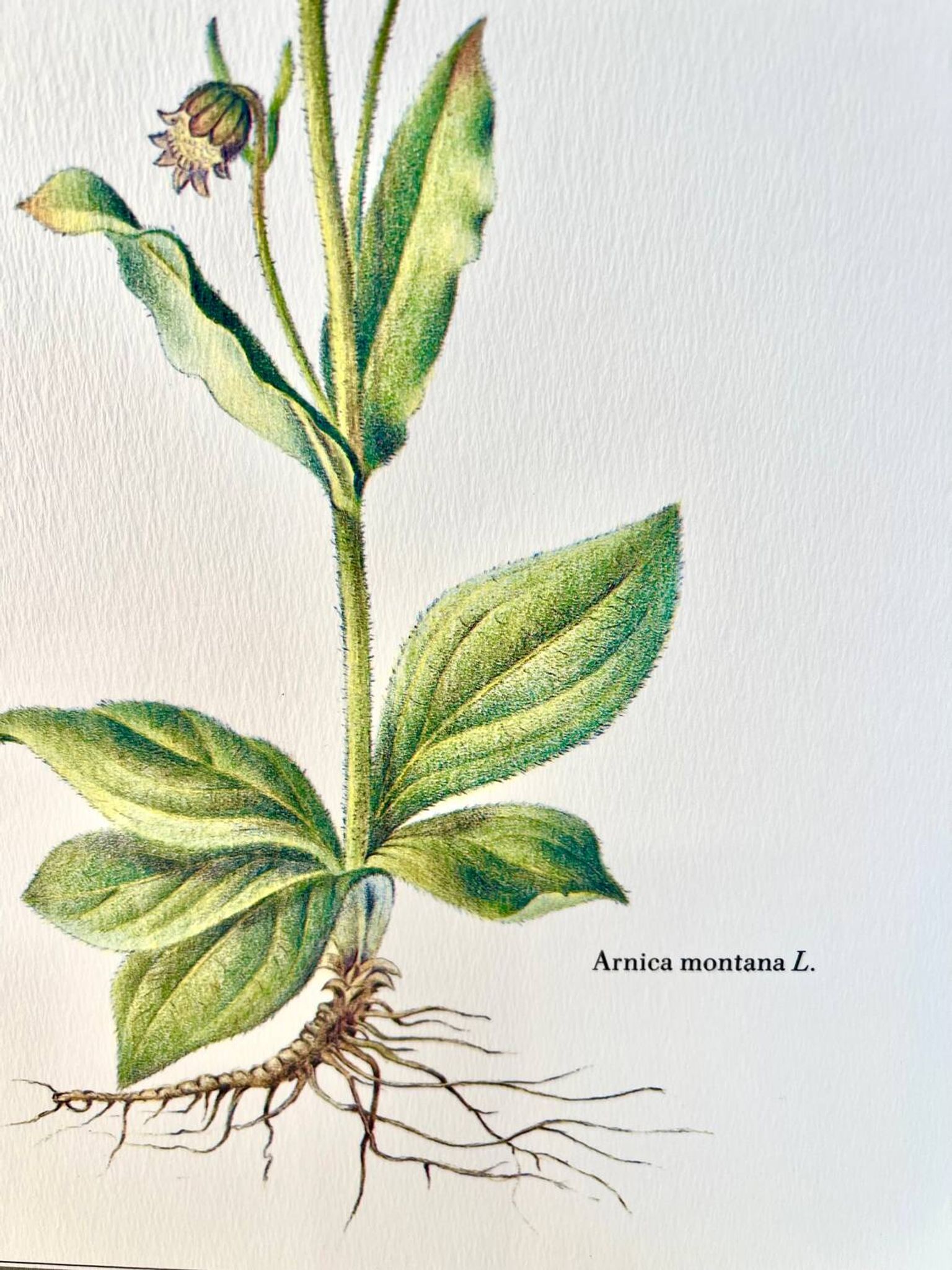 Planche botanique – Arnica – Louis Pariente, 1986