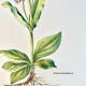 Botanical plate – Arnica – Louis Pariente, 1986