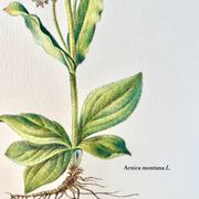 Planche botanique – Arnica – Louis Pariente, 1986