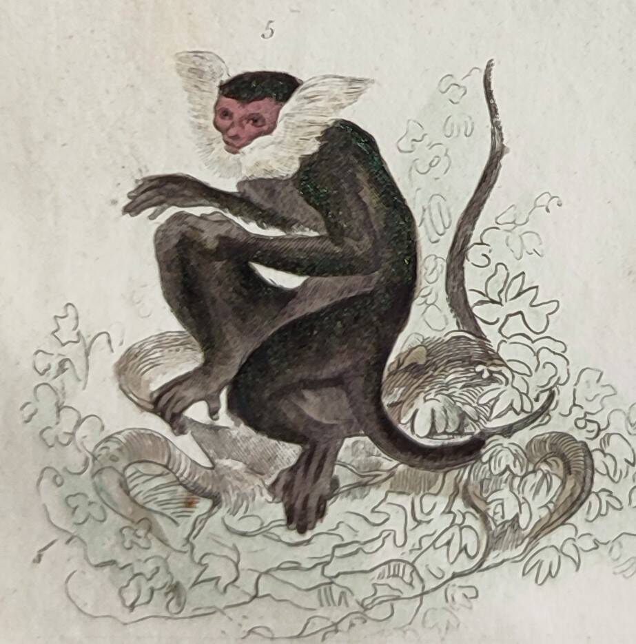 Original zoological plate "Guinea Monkey, Camail, Roloway - Buffon 1838"
