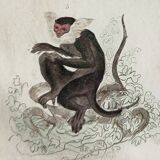 Original zoological plate "Guenon, Camail, Roloway,... - Buffon 1838